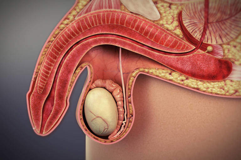 Penisin Sertleşmesi Nasıl Olur